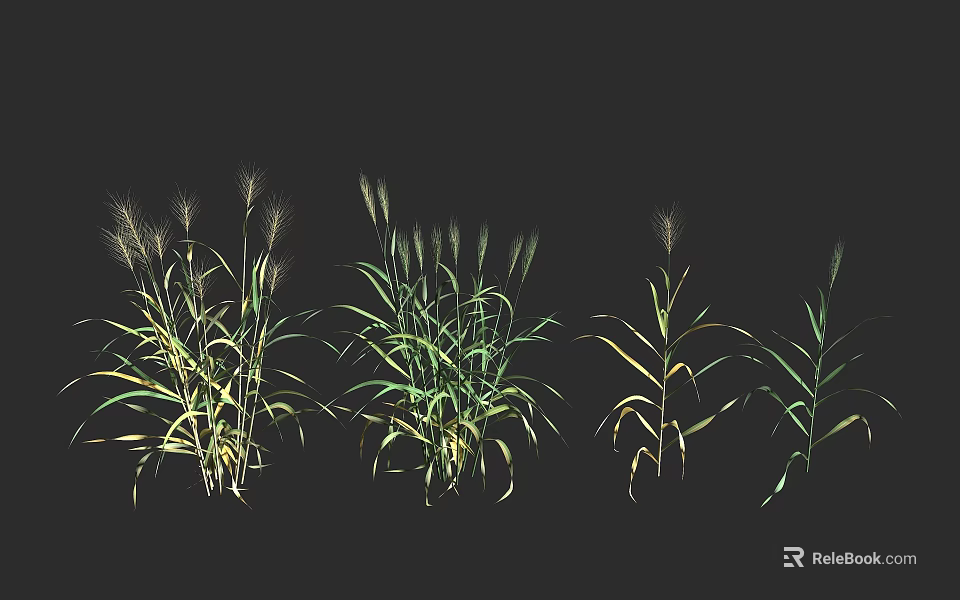 Cereal Crops in Different Growth Stages with Green and Yellow Leaves on Black Background 3d model 