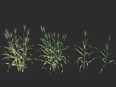 Cereal Crops in Different Growth Stages with Green and Yellow Leaves on Black Background 3d model