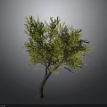Lush Green Tree With Brown Trunk And Vibrant Leaves On Gray Background