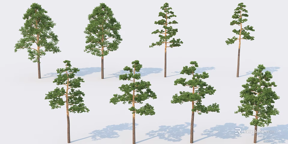 Multiple Tall Green Arbor Trees Featuring Lush Foliage And Natural Shadows 3d model 