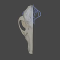 3D Rendered Animal Skull Anatomy Showing Internal Vascular System Details