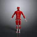 Medical Device For Human Muscle Anatomy Education With Clear Structure Model
