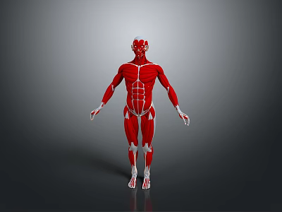 Medical Device For Human Muscle Anatomy Education With Clear Structure Model 3d model