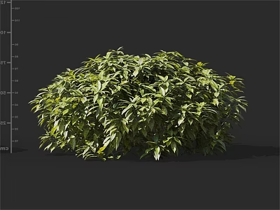 Lush Green Shrub with Dense Foliage and Vibrant Healthy Leaves Perfect for Garden Landscaping 3d model