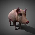 Realistic 3D Model of Standing Pink Pig with Natural Shadow on Gray Background