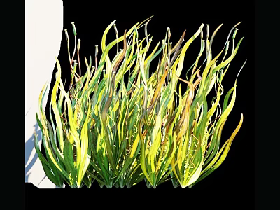 Dense Cluster of Aquatic Plants with Green Yellow Long Slender Curved Leaves 3d model
