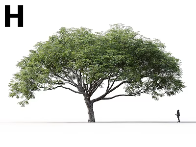 Tall Tree With Broad Canopy Lush Green Leaves And Person Walking Near White Background 3d model