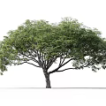 Tall Tree With Broad Canopy Lush Green Leaves And Person Walking Near White Background