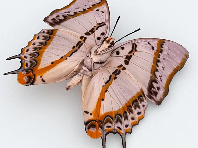 Colorful Butterfly With White Orange Black Wing Patterns And Unique Shape 3d model