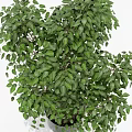 Lush Green Bonsai Plant With Slender Trunk And Dense Leaves In Black Pot