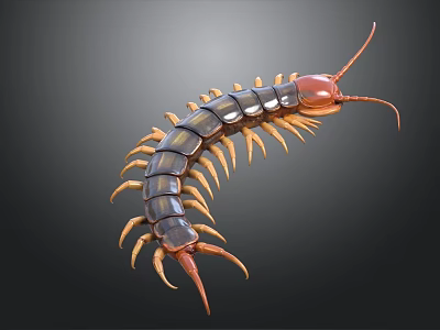 Centipede With Long Segmented Body Red Head And Numerous Legs On Gray Background 3d model