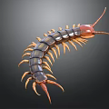 Centipede With Long Segmented Body Red Head And Numerous Legs On Gray Background