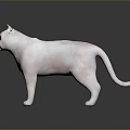 White Cat Standing On Smooth Surface With Gray Gradient Background 3d model