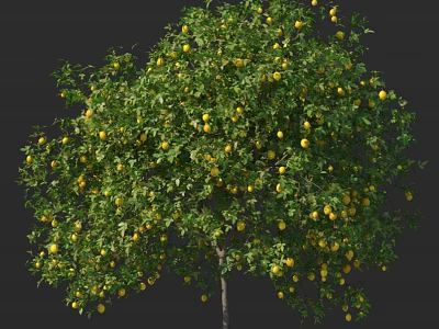 Lush Fruit Arbor With Abundant Yellow Fruits And Green Leaves On Branches 3d model