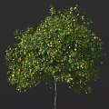 Lush Fruit Arbor With Abundant Yellow Fruits And Green Leaves On Branches