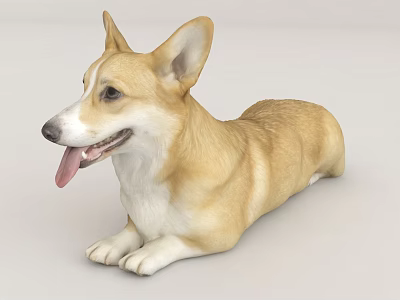 Cute Corgi Dog Laying Down With Tongue Out 3d model