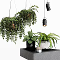 Lush Green Hanging Basket Plants With Potted Greenery On Gray Decorative Platform