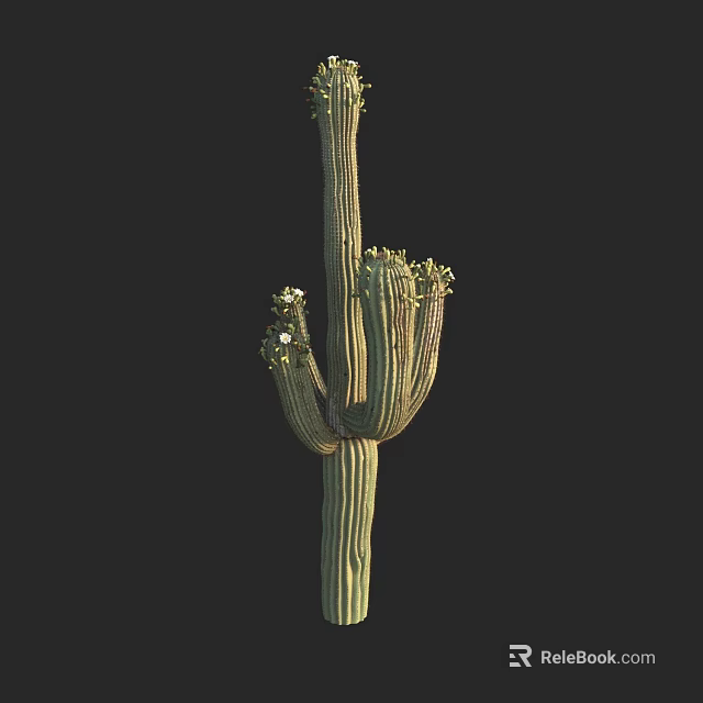 Tall Cactus Plant With Multiple Branches And Small Flowers Isolated On Black Background 3d model 