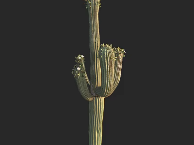 Tall Cactus Plant With Multiple Branches And Small Flowers Isolated On Black Background 3d model