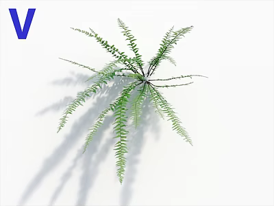 Green Fern Plant With Radiant Leaf Arrangement On White Background 3d model