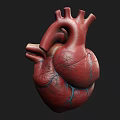 Highly Detailed Human Heart Anatomical Medical Device for Educational