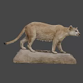 Mountain Lion Specimen Display at National Museum of Nature and Science Standing on Rock Base