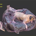 Cozy Blue Dog Bed With White Pug Lying On Soft Blanket