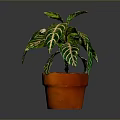 Green And White Striped Leaf Foliage Plant In Orange Pot For Indoor Decoration