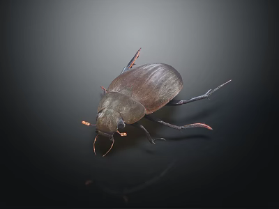 Close Up Detailed Dark Beetle With Shiny Exoskeleton Red Legs And Antennae 3d model