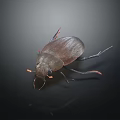 Close Up Detailed Dark Beetle With Shiny Exoskeleton Red Legs And Antennae