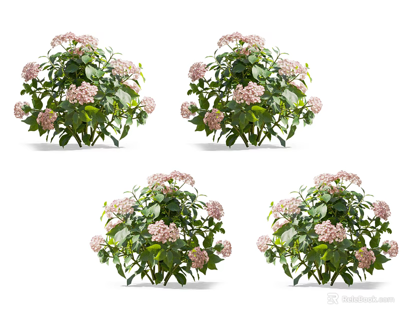 Four Clusters of Pink Hydrangea Flowers with Green Leaves on White Background 3d model 