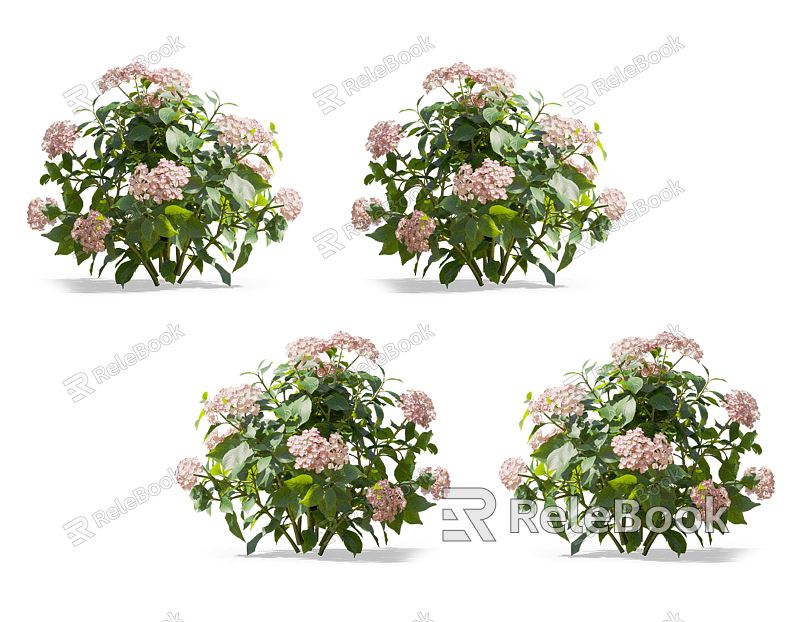 Modern Hydrangea Flowers model