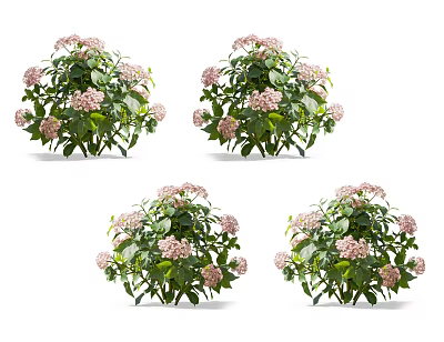 Four Clusters of Pink Hydrangea Flowers with Green Leaves on White Background 3d model