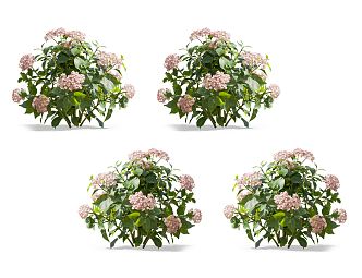 Modern Hydrangea Flowers 3d model