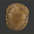 Orange Yellow Turtle Shell With Intricate Texture On Dark Background Surface