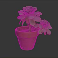 Green Succulent Plants With Rosette Leaves Growing In Terracotta Pot On Dark Background