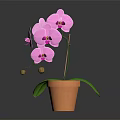 Pink Orchid Plant With Purple Flowers And Green Leaves In Terracotta Pot On Dark Background
