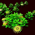 Vibrant Garden Plants Featuring Lush Green Leaves Red Flowers And Yellow Stamens