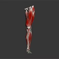 Human Leg Muscles Anatomical Structure 3D Rendered View With Red Muscles And White Bones 3d model