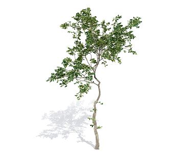 The Modern Tree 3d model