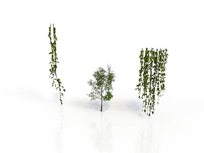 Three Green Plants Featuring Hanging Vines And Small Tree With Reflective White Surface 3d model
