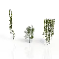 Three Green Plants Featuring Hanging Vines And Small Tree With Reflective White Surface 3d model