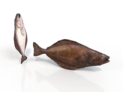 Two Fish With Brown And White Color Patterns On White Background 3d model