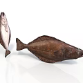 Two Fish With Brown And White Color Patterns On White Background
