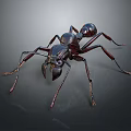 Close Up View Of Black Ant With Detailed Body Structure And Long Legs