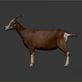 Brown Goat With Curved Horns And White Legs Standing On Neutral Gray Background