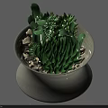 Lush Green Bonsai Potted Plant With Various Succulents White Ceramic Pot And Small Stones