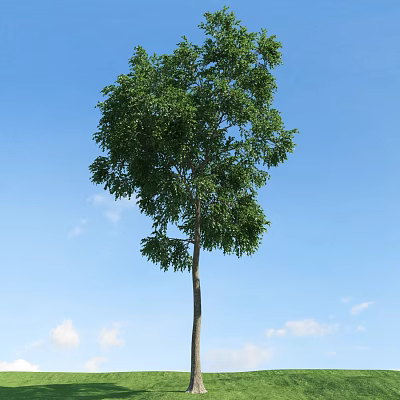 Tall Arbor With Lush Green Foliage Against Clear Blue Sky And White Clouds 3d model