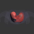 3D Transparent Human Body Model Back View Showing Red Lung Structure In Thoracic Cavity