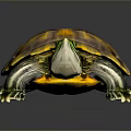 Turtle Cartoon Turtle Snapping Turtle Chickbill Turtle Reptile Cold Blooded Animal Reptile Class 3d model